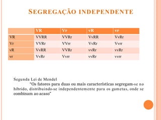 Segunda Lei de Mendel
“Os fatores para duas ou mais características segregam-se no
híbrido, distribuindo-se independentemente para os gametas, onde se
combinam ao acaso”
VR Vr vR vr
VR VVRR VVRr VvRR VvRr
Vr VVRr VVrr VvRr Vvrr
vR VvRR VVRr vvRr vvRr
vr VvRr Vvrr vvRr vvrr
SEGREGAÇÃO INDEPENDENTE
 