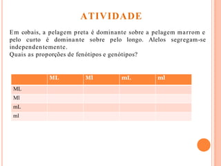 Em cobais, a pelagem preta é dominante sobre a pelagem marrom e
Alelos segregam-sepelo curto é dominante sobre pelo longo.
independentemente.
Quais as proporções de fenótipos e genótipos?
ML Ml mL ml
ML
Ml
mL
ml
ATIVIDADE
 