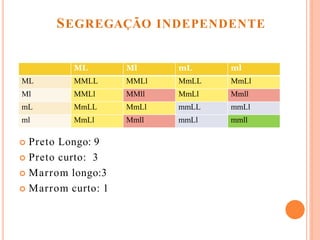  Preto Longo: 9
 Preto curto: 3
 Marrom longo:3
 Marrom curto: 1
ML Ml mL ml
ML MMLL MMLl MmLL MmLl
Ml MMLl MMll MmLl Mmll
mL MmLL MmLl mmLL mmLl
ml MmLl Mmll mmLl mmll
SEGREGAÇÃO INDEPENDENTE
 
