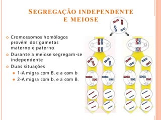  Cromossomos homólogos
provém dos gametas
materno e paterno
 Durante a meiose segregam-se
independente
 Duas situações
 1-A migra com B, e a com b
 2-A migra com b, e a com B.
SEGREGAÇÃO INDEPENDENTE
E MEIOSE
 