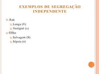  Asa
V)
(v)
 Longa (
 Vestigial
Olho
 Selvage
 Sépsia (
m (S)
s)
EXEMPLOS DE SEGREGAÇÃO
INDEPENDENTE
 
