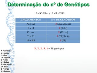Determinação do nº de GenótiposDeterminação do nº de Genótipos
AallCcTtbb x AaLlccTtBB
CRUZAMENTOS Nºs DE GENÓTIPOS
Aa x Aa 3 (AA, Aa, aa)
ll x Ll 2 (ll, Ll)
Cc x cc 2 (Cc, cc)
Tt x Tt 3 (TT, Tt, tt)
bb x BB 1 (Bb)
3 . 2 . 2 . 3 . 1 = 36 genótipos
A = amarela
a = verde
L = lisa
l = rugosa
C = alta
c = baixa
T = terminal
t = axial
B = cinza
b = branca
 