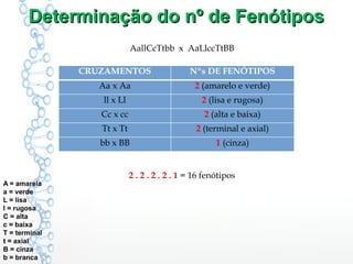 Determinação do nº de FenótiposDeterminação do nº de Fenótipos
AallCcTtbb x AaLlccTtBB
CRUZAMENTOS Nºs DE FENÓTIPOS
Aa x Aa 2 (amarelo e verde)
ll x Ll 2 (lisa e rugosa)
Cc x cc 2 (alta e baixa)
Tt x Tt 2 (terminal e axial)
bb x BB 1 (cinza)
2 . 2 . 2 . 2 . 1 = 16 fenótipos
A = amarela
a = verde
L = lisa
l = rugosa
C = alta
c = baixa
T = terminal
t = axial
B = cinza
b = branca
 
