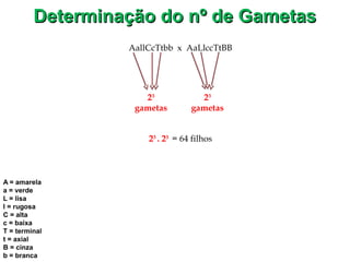Determinação do nº de GametasDeterminação do nº de Gametas
AallCcTtbb x AaLlccTtBB
23
. 23
= 64 filhos
23
gametas
A = amarela
a = verde
L = lisa
l = rugosa
C = alta
c = baixa
T = terminal
t = axial
B = cinza
b = branca
23
gametas
 