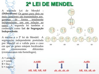 2ª LEI DE MENDEL2ª LEI DE MENDEL
A segunda Lei de Mendel :
(Diibridismo) Os genes para dois ou
mais caracteres são transmitidos aos
gametas de forma totalmente
independente, um em relação ao
outro. A segunda lei também e
conhecida como Lei de Segregação
Independente.
A meiose e a 2ª lei de Mendel: A
segregação independente postulada
por Mendel só e valida para o caso
em que os genes estejam localizados
em cromossomos diferentes
(cromossomos não homólogos).
A = amarela
a = verde
B = lisa
b = rugosa
AABB aabb AaBb
AB, AB, AB, AB ab, ab, ab, ab AB, Ab, aB, ab
 