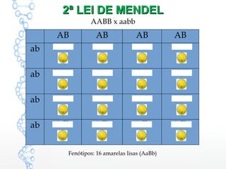 2ª LEI DE MENDEL2ª LEI DE MENDEL
AB AB AB AB
ab AaBb AaBb AaBb AaBb
ab AaBb AaBb AaBb AaBb
ab AaBb AaBb AaBb AaBb
ab AaBb AaBb AaBb AaBb
AABB x aabb
Fenótipos: 16 amarelas lisas (AaBb)
 