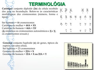 TERMINOLÓGIATERMINOLÓGIA
Cariótipo: conjunto diploide (2n) da célula recebido
dos pais na fecundação. Refere-se às características
morfológicas dos cromossomos (número, forma e
tipos).
Ser humano = 46 cromossomos
Cariótipo da mulher = 44A + XX
Cariótipo do homem = 44A + XY
(A simboliza os cromossomos autossômicos e X e Y,
os cromossomos sexuais.)
Genoma: conjunto haploide (n) de genes, típicos da
espécie, em uma célula.
Ser humano = 23 cromossomos
Genoma da mulher = 22A + X
Genoma do homem = 22A + X ou 22A + Y
 