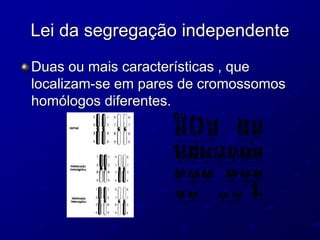 Lei da segregação independente
Duas ou mais características , que
localizam-se em pares de cromossomos
homólogos diferentes.
 