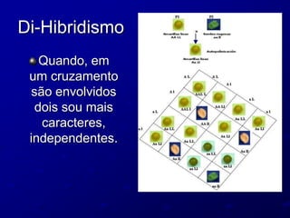 Di-Hibridismo
Quando, em
um cruzamento
são envolvidos
dois sou mais
caracteres,
independentes.
 