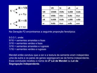 Na Geração F2 encontramos a seguinte proporção fenotípica:
9:3:3:1, onde:
9/16 = sementes amarelas e lisas
3/16 = sementes verdes e lisas
3/16 = sementes amarelas e rugosas
1/16 = sementes verdes e rugosas
Mendel então concluiu que a cor e a textura da semente eram independes
uma da outra e os pares de genes segregavam-se de forma independente.
Essa conclusão recebeu o nome de 2ª Lei de Mendel ou Lei da
Segregação Independente.
VR Vr vR vr
VR VVRR VVRr VvRR VvRr
Vr VVRr VVrr VvRr Vvrr
vR VvRR VvRr vvRR vvRr
vr VvRr Vvrr vvRr vvrr
 