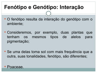 Fenótipo e Genótipo: Interação
 O fenótipo resulta da interação do genótipo com o
ambiente;
 Consideremos, por exemplo, duas plantas que
tenham os mesmos tipos de alelos para
pigmentação;
 Se uma delas toma sol com mais frequência que a
outra, suas tonalidades, fenótipo, são diferentes;
 Poaceae.
 
