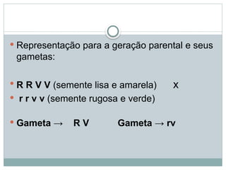  Representação para a geração parental e seus
gametas:
 R R V V (semente lisa e amarela) x
 r r v v (semente rugosa e verde)
 Gameta → R V Gameta → rv
 