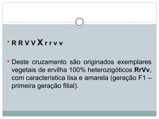  R R V V X r r v v
 Deste cruzamento são originados exemplares
vegetais de ervilha 100% heterozigóticos RrVv,
com característica lisa e amarela (geração F1 –
primeira geração filial).
 