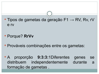  Tipos de gametas da geração F1 → RV, Rv, rV
e rv
 Porque? RrVv
 Prováveis combinações entre os gametas:
 A proporção 9:3:3:1Diferentes genes se
distribuem independentemente durante a
formação de gametas .
 