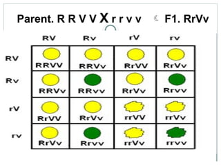 Parent. R R V V X r r v v  F1. RrVv
 