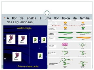  A flor de ervilha é uma flor típica da família
das Leguminosae;
X
P
F1
X
Autofecundação
Prole com mesmo caráter
 