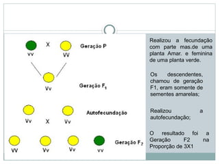  os
Realizou a
autofecundação;
Os descendentes,
chamou de geração
F1, eram somente de
sementes amarelas;
O resultado foi a
Geração F2 na
Proporção de 3X1
Realizou a fecundação
com parte mas.de uma
planta Amar. e feminina
de uma planta verde.
 