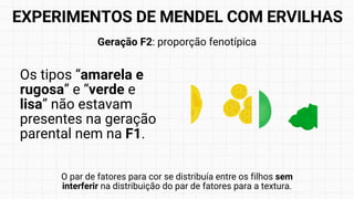 Geração F2: proporção fenotípica
Os tipos “amarela e
rugosa” e “verde e
lisa” não estavam
presentes na geração
parental nem na F1.
O par de fatores para cor se distribuía entre os filhos sem
interferir na distribuição do par de fatores para a textura.
EXPERIMENTOS DE MENDEL COM ERVILHAS
 