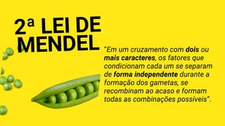 2ª LEI DE
MEND﻿
EL “Em um cruzamento com dois ou
mais caracteres, os fatores que
condicionam cada um se separam
de forma independente durante a
formação dos gametas, se
recombinam ao acaso e formam
todas as combinações possíveis”.
 