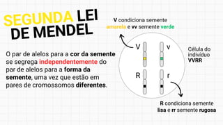 O par de alelos para a cor da semente
se segrega independentemente do
par de alelos para a forma da
semente, uma vez que estão em
pares de cromossomos diferentes.
SEGUNDA LEI
DE MENDEL
V condiciona semente
amarela e vv semente verde
R condiciona semente
lisa e rr semente rugosa
V v
R r
Célula do
indivíduo
VVRR
 