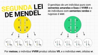 V V
R R
v v
r r
V
R
V
R
V
R
V
R
v
r
v
r
v
r
v
r
O genótipo de um indivíduo puro com
sementes amarelas e lisas é VVRR e o
de indivíduos com sementes verdes e
rugosas é vvrr.
Por meiose, o indivíduo VVRR produz células VR, e o indivíduo vvrr, células vr.
SEGUNDA LEI
DE MENDEL
 
