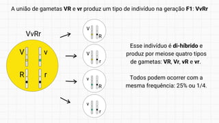 A união de gametas VR e vr produz um tipo de indivíduo na geração F1: VvRr
Esse indivíduo é di-híbrido e
produz por meiose quatro tipos
de gametas: VR, Vr, vR e vr.
Todos podem ocorrer com a
mesma frequência: 25% ou 1/4.
V v
R r
VvRr
V
R
V
r
v
R
v
r
 