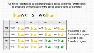 Os filhos resultantes da autofecundação desse di-híbrido (VvRr) serão
as possíveis combinações entre esses quatro tipos de gametas:
VvRr VvRr
X
VR Vr vR vr
VR VVRR VVRr VvRR VvRr
Vr VVRr VVrr VvRr Vvrr
vR VvRR VvRr vvRR vvRr
vr VvRr Vvrr vvRr vvrr
9 amarela e lisa
3 amarela e rugosa
3 verde e lisa
1 verde e rugosa
 
