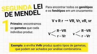 V v R r VR, Vr, vR, vr
V
R
r
VR
Vr
v
R
r
VR
Vr
Para encontrar todos os genótipos
e os fenótipos em um cruzamento:
Primeiro: encontramos
os gametas que cada
indivíduo produz.
1
Exemplo: a ervilha VvRr produz quatro tipos de gametas,
que podem ser achados por análise combinatória.
SEGUNDA LEI
DE MENDEL
 