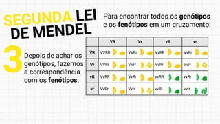 VR Vr vR vr
VR VVRR VVRr VvRR VvRr
Vr VVRr VVrr VvRr Vvrr
vR VvRR VvRr vvRR vvRr
vr VvRr Vvrr vvRr vvrr
Depois de achar os
genótipos, fazemos
a correspondência
com os fenótipos.
3
SEGUNDA LEI
DE MENDEL
Para encontrar todos os genótipos
e os fenótipos em um cruzamento:
 