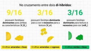 No cruzamento entre dois di-híbridos:
Ervilhas amarelas e lisas
possuem fenótipos
dominantes para ambas
as características (V_R_).
9/16
Ervilhas amarelas e rugosas
possuem fenótipo dominante
para a cor e recessivo para a
textura (V_rr).
3/16
possuem fenótipo
dominante para textura e
recessivo para cor (vvR_)
3/16
Ervilhas verdes e lisas
 