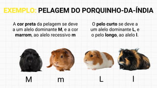 EXEMPLO: PELAGEM DO PORQUINHO-DA-ÍNDIA
A cor preta da pelagem se deve
a um alelo dominante M, e a cor
marrom, ao alelo recessivo m
O pelo curto se deve a
um alelo dominante L, e
o pelo longo, ao alelo l.
M m L l
 
