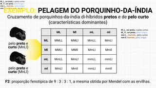 M_L_ cor preta, e pelos curtos.
M_ ll , cor preta, pelos longos.
mm L_, marrom,. pelos longos
mm ll, marrom, pelos curtos
Cruzamento de porquinhos-da-índia di-híbridos pretos e de pelo curto
(características dominantes)
F2: proporção fenotípica de 9 : 3 : 3 : 1, a mesma obtida por Mendel com as ervilhas.
pelo preto e
curto (MnLl)
pelo preto e
curto (MnLl)
ML Ml mL ml
ML MMLL MMLl MmLL MmLl
Ml MMLl MMll MmLl Mmll
mL MmLL MmLl mmLL mmLl
ml MmLl Mmll mmLl mmll
EXEMPLO: PELAGEM DO PORQUINHO-DA-ÍNDIA
M_L_ cor preta, e pelos curtos.
M_ ll , cor preta, pelos longos.
mm L_, marrom,. pelos curtos
mm ll, marrom, pelos longos
 