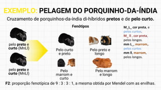 Pelo curto
e preto
Pelo
marrom e
curto
Pelo preto e
longo
Cruzamento de porquinhos-da-índia di-híbridos pretos e de pelo curto.
F2: proporção fenotípica de 9 : 3 : 3 : 1, a mesma obtida por Mendel com as ervilhas.
pelo preto e
curto (MnLl)
pelo preto e
curto (MnLl)
Fenótipos
Pelo marrom
e longo
EXEMPLO: PELAGEM DO PORQUINHO-DA-ÍNDIA
M_L_ cor preta, e
pelos curtos.
M_ ll , cor preta,
pelos longos.
mm L_, marrom,.
pelos curtos
mm ll, marrom,
pelos longos.
 