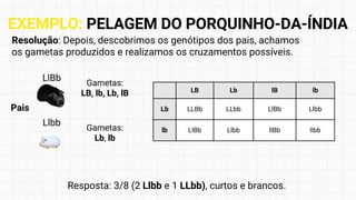 Resolução: Depois, descobrimos os genótipos dos pais, achamos
os gametas produzidos e realizamos os cruzamentos possíveis.
Resposta: 3/8 (2 Llbb e 1 LLbb), curtos e brancos.
LlBb
Llbb
Pais
LB Lb lB lb
Lb LLBb LLbb LlBb Llbb
lb LlBb Llbb llBb llbb
Gametas:
LB, lb, Lb, lB
Gametas:
Lb, lb
EXEMPLO: PELAGEM DO PORQUINHO-DA-ÍNDIA
 