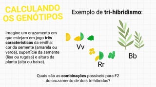 Exemplo de tri-hibridismo:
Imagine um cruzamento em
que estejam em jogo três
características da ervilha:
cor da semente (amarela ou
verde), superfície da semente
(lisa ou rugosa) e altura da
planta (alta ou baixa).
Quais são as combinações possíveis para F2
do cruzamento de dois tri-híbridos?
Vv
Rr
Bb
CALCULANDO
OS GENÓTIPOS
 