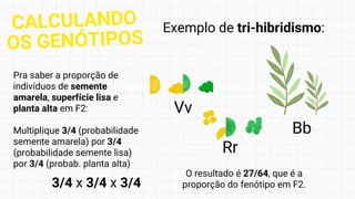 Exemplo de tri-hibridismo:
Pra saber a proporção de
indivíduos de semente
amarela, superfície lisa e
planta alta em F2:
Multiplique 3/4 (probabilidade
semente amarela) por 3/4
(probabilidade semente lisa)
por 3/4 (probab. planta alta)
O resultado é 27/64, que é a
proporção do fenótipo em F2.
3/4 x 3/4 x 3/4
Vv
Rr
Bb
CALCULANDO
OS GENÓTIPOS
 