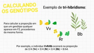 Exemplo de tri-hibridismo:
Para calcular a proporção em
que um genótipo qualquer
aparece em F2, procedemos
da mesma forma.
Por exemplo, o indivíduo VvRrBb ocorrerá na proporção
de 2/4 (Vv) × 2/4 (Rr) × 2/4 (Bb) = 8/64.
Vv
Rr
Bb
CALCULANDO
OS GENÓTIPOS
 