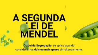 A SEGUNDA
LEI DE
MEND﻿
EL
Ou Lei da Segregação: se aplica quando
consideramos dois ou mais genes simultaneamente.
 