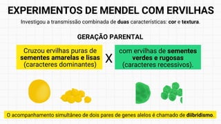 Cruzou ervilhas puras de
sementes amarelas e lisas
(caracteres dominantes)
Investigou a transmissão combinada de duas características: cor e textura.
O acompanhamento simultâneo de dois pares de genes alelos é chamado de diibridismo.
com ervilhas de sementes
verdes e rugosas
(caracteres recessivos).
GERAÇÃO PARENTAL
EXPERIMENTOS DE MENDEL COM ERVILHAS
X
 