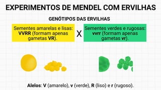Sementes amarelas e lisas:
VVRR (formam apenas
gametas VR).
Alelos: V (amarelo), v (verde), R (liso) e r (rugoso).
Sementes verdes e rugosas:
vvrr (formam apenas
gametas vr).
GENÓTIPOS DAS ERVILHAS
X
EXPERIMENTOS DE MENDEL COM ERVILHAS
 