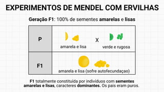 amarela e lisa (sofre autofecundaçao)
Geração F1: 100% de sementes amarelas e lisas
F1 totalmente constituída por indivíduos com sementes
amarelas e lisas, caracteres dominantes. Os pais eram puros.
P
amarela e lisa
F1
X
verde e rugosa
EXPERIMENTOS DE MENDEL COM ERVILHAS
 