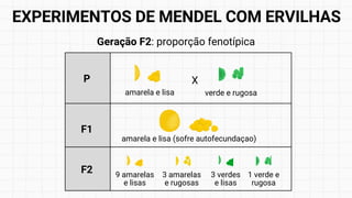 Geração F2: proporção fenotípica
9 amarelas
e lisas
amarela e lisa (sofre autofecundaçao)
P
amarela e lisa
F1
X
verde e rugosa
F2 3 amarelas
e rugosas
3 verdes
e lisas
1 verde e
rugosa
EXPERIMENTOS DE MENDEL COM ERVILHAS
 