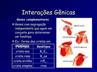 Interações Gênicas Genes complementares Genes com segregação independente que agem em conjunto para determinar um fenótipo. Ex.: forma das cristas em galináceos. Fenótipos Genótipos crista noz R_E_ crista rosa R_ee crista ervilha rrE_ crista simples rree 