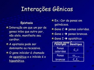 Interações Gênicas Epistasia Interação em que um par de genes inibe que outro par, não alelo, manifeste seu caráter. A epistasia pode ser dominante ou recessiva. O gene inibidor é chamado de  epistático  e o inibido é o  hipostático . Ex.: Cor da penas em galináceos. Gene C    penas coloridas. Gene c    penas brancas. Gene I    epistático sobre gene C. Fenótipos Genótipos Penas coloridas C_ii Penas cc_ _ brancas C_I_ 