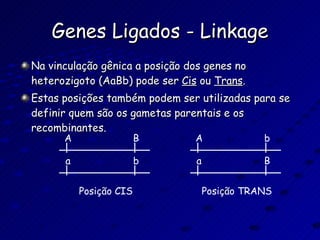 Genes Ligados - Linkage Na vinculação gênica a posição dos genes no heterozigoto (AaBb) pode ser  Cis  ou  Trans . Estas posições também podem ser utilizadas para se definir quem são os gametas parentais e os recombinantes. A B a b Posição CIS A b a B Posição TRANS 
