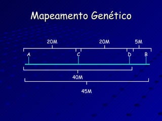 Mapeamento Genético A C D B 45M 40M 20M 20M 5M 