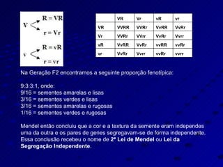 Na Geração F2 encontramos a seguinte proporção fenotípica: 9:3:3:1, onde:  9/16 = sementes amarelas e lisas 3/16 = sementes verdes e lisas 3/16 = sementes amarelas e rugosas 1/16 = sementes verdes e rugosas Mendel então concluiu que a cor e a textura da semente eram independes uma da outra e os pares de genes segregavam-se de forma independente. Essa conclusão recebeu o nome de  2ª Lei de Mendel  ou  Lei da Segregação Independente .   VR Vr vR vr VR VVRR VVRr VvRR VvRr Vr VVRr VVrr VvRr Vvrr vR VvRR VvRr vvRR vvRr vr VvRr Vvrr vvRr vvrr 