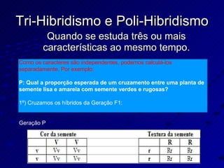 Tri-Hibridismo e Poli-Hibridismo Quando se estuda três ou mais características ao mesmo tempo. Como os caracteres são independentes, podemos calculá-los separadamente. Por exemplo: P: Qual a proporção esperada de um cruzamento entre uma planta de semente lisa e amarela com semente verdes e rugosas? 1º) Cruzamos os híbridos da Geração F1: Geração P 