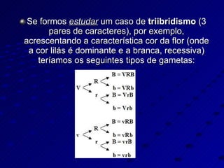 Se formos  estudar  um caso de  triibridismo  (3 pares de caracteres), por exemplo, acrescentando a característica cor da flor (onde a cor lilás é dominante e a branca, recessiva) teríamos os seguintes tipos de gametas: 