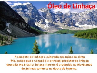Óleo de Linhaça




     A semente de linhaça é cultivado em países de clima
  frio, sendo que o Canadá é o principal produtor de linhaça
dourada. No Brasil a linhaça marrom é produzida no Rio Grande
           do Sul mas somente na época de inverno.
 